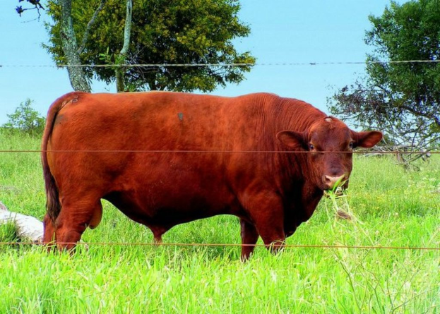 Ein Stier steht auf einer Wiese hinter einem Zaun, mit Bäumen im Hintergrund und Himmel darüber.
