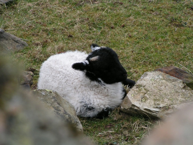 Ein Schaf sitzt auf Gras mit Steinen am Boden.