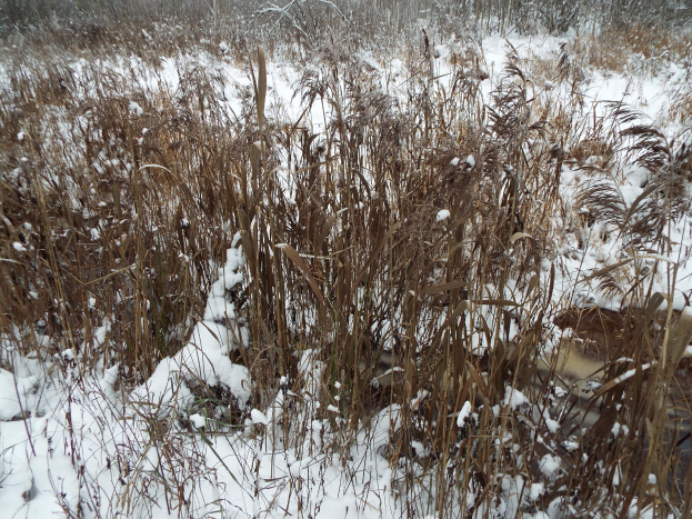 Ein Feld mit hohem Gras, das von unber"uhrter, sauberer Schneedecke bedeckt ist, mit B"umen im Hintergrund, die eine friedliche Winterszene schaffen.