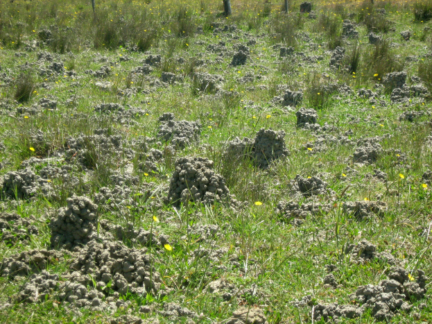 Ein Blick auf eine grüne Außenfläche mit Blumen und verschiedenen Gegenständen.