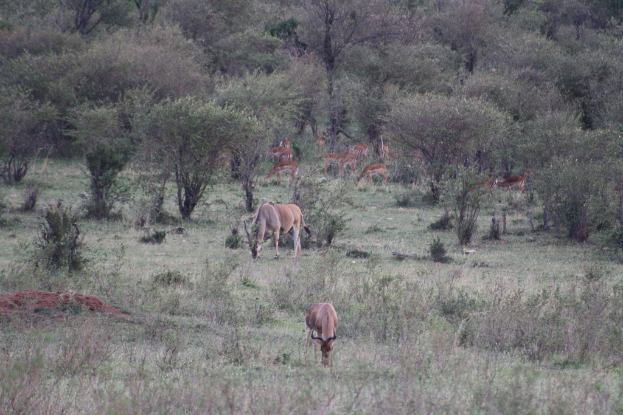 Eine Gruppe von Rehen auf einer offenen Grasfläche mit Bäumen im Hintergrund.