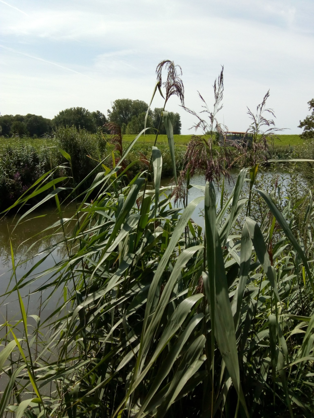 Ein friedlicher See, umgeben von hohem Gras und Bäumen, mit einem bewölkten Himmel, der sich in seiner stillen Oberfläche spiegelt.