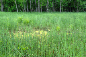 Landwirtschaftlicher Hof mit Bäumen oben auf dem Bild.