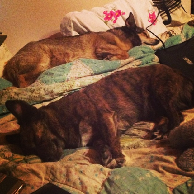 Zwei Hunde auf einem Tuch mit verschiedenen Gegenständen, mit einer Wand im Hintergrund.