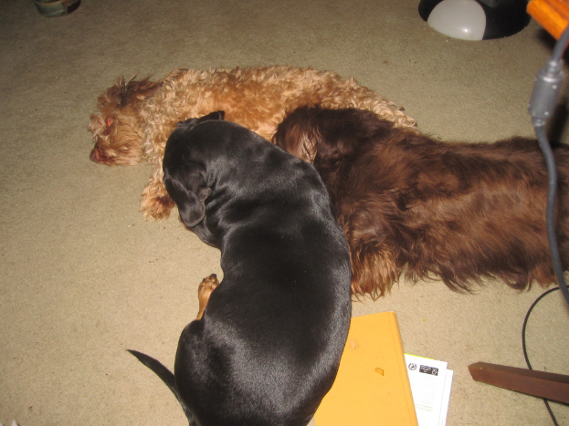 Drei Hunde auf dem Boden mit Papieren in der Nähe, ein schwarz-weißes Objekt und ein Draht auf der rechten Seite.