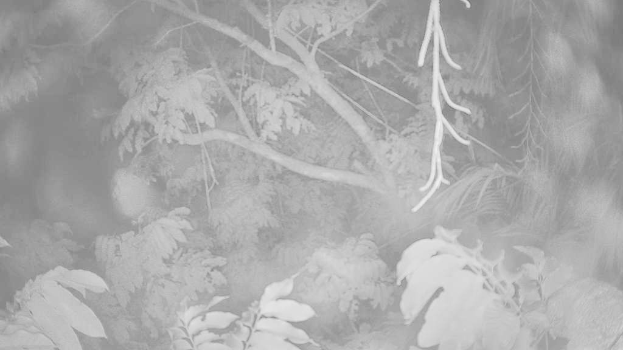 Ein dichter Wald mit zahlreichen BÃ¤umen verschiedener GrÃ¶Ãen und Arten.