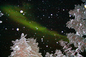 Schneebedeckte Bäume mit Schneefall im Hintergrund.