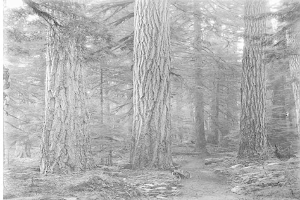 Schwarz-weiß-Foto eines Pfades, der sich durch einen Wald aus hohen Redwood-Bäumen schlängelt, mit einem geparkten Fahrrad entlang des Weges.