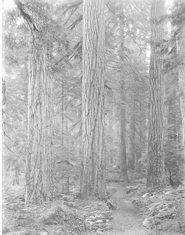 Schwarz-weiß-Foto eines Pfades, der sich durch einen Wald aus hohen Redwood-Bäumen schlängelt, mit einem geparkten Fahrrad entlang des Weges.