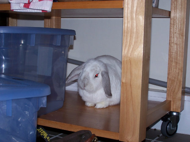 Ein Hase steht neben einem fahrbaren Tisch mit Plastikbehältern und anderen Gegenständen, mit einer Wand im Hintergrund.