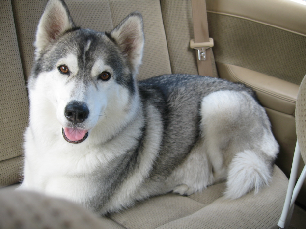 Ein weißer und schwarzer Hund sitzt auf dem Rücksitz eines Fahrzeugs.