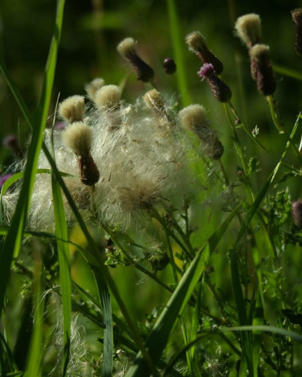 Ein grasbewachsenes Feld mit verschiedenen Pflanzen unter einem klaren Tageshimmel, möglicherweise in einer Farm-Umgebung.