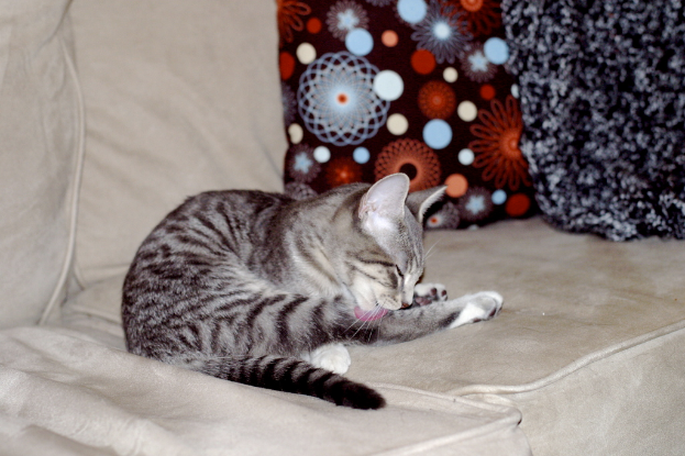 Eine Katze auf einem Sofa umgeben von Kissen.