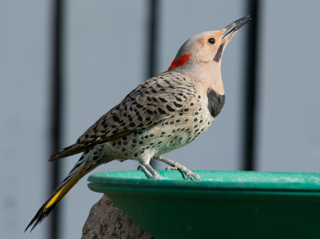 Ein Nordseetaucher sitzt auf einem grünen Vogelfutterspender mit einem unscharfen Hintergrund.