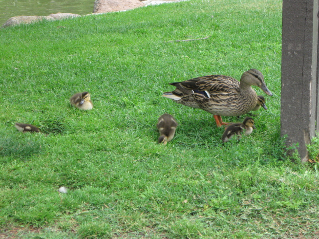 Vögel stehen auf dem Gras in der Mitte des Bildes, mit einem Pfahl auf der rechten Seite.
