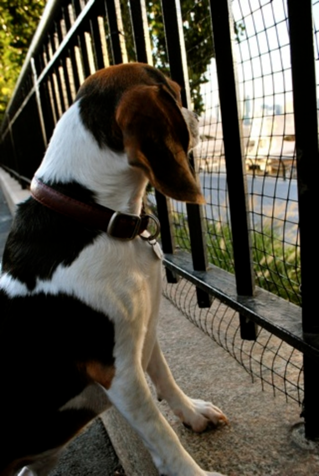Ein Hund schaut durch einen Metallzaun auf eine Straße, Gebäude und Bäume jenseits davon.