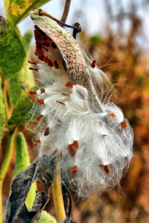 Ein Cotton Plant in der Vordergrund mit einem unscharfen Hintergrund.