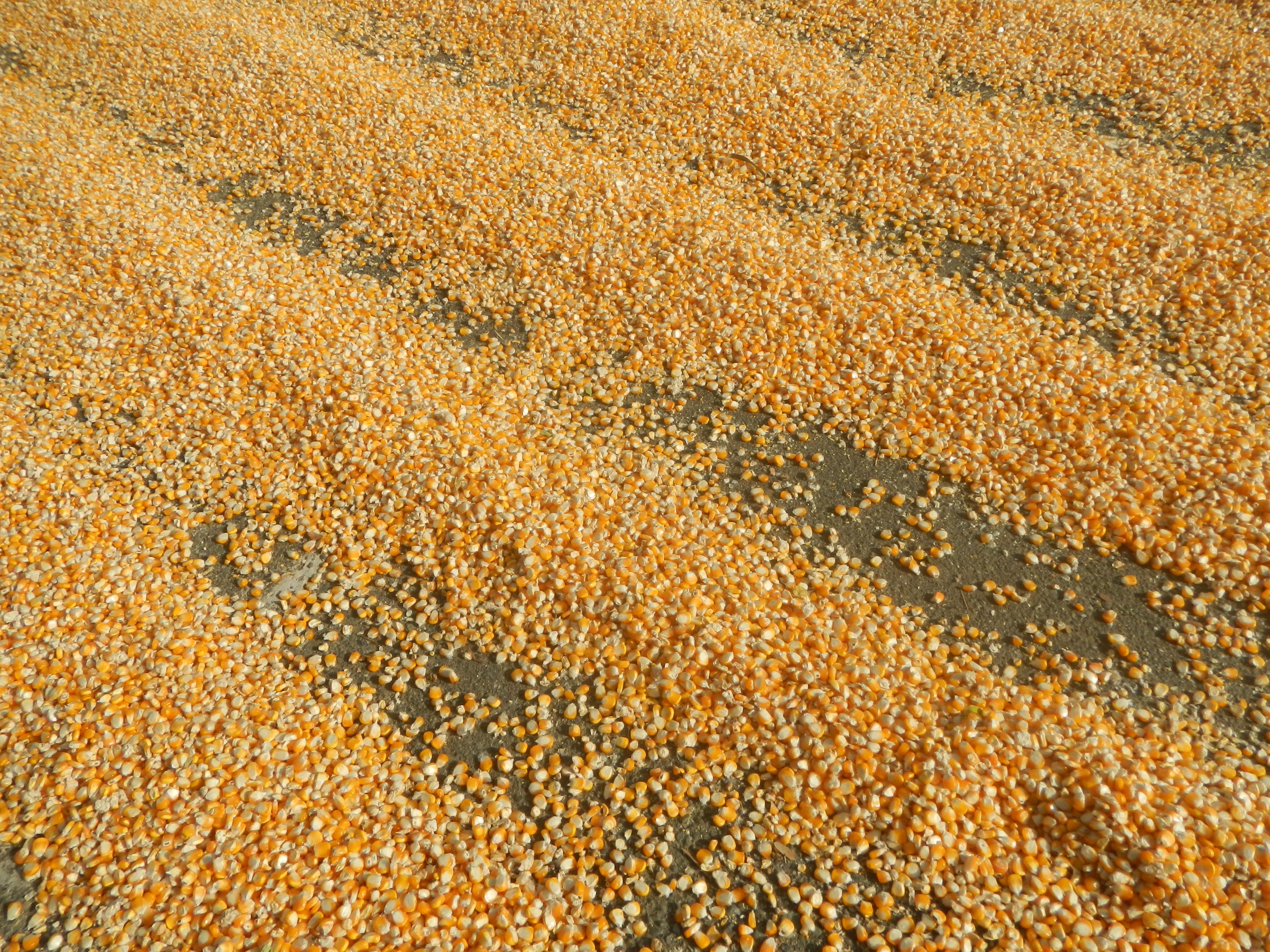 Ein Feld mit hellgelben Maiskörnern, die ordentlich auf dem Boden verteilt sind.