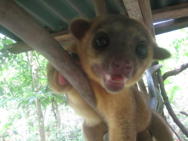 Ein Tier steht in der Mitte mit Bäumen im Hintergrund und einem Unterschlupf darüber.