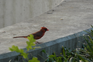 Ein roter Kardinalvogel sitzt auf einer Zementwand mit grünen Blättern unten.