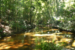 Ein Kanal mit Bäumen im Hintergrund.