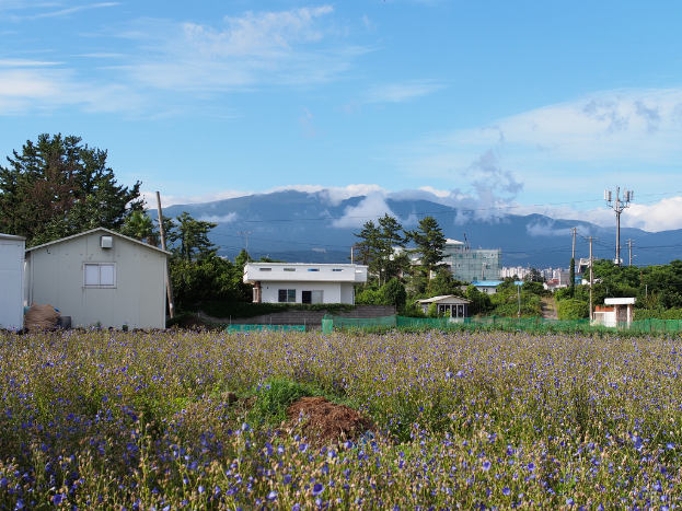 Stadtansicht mit zahlreichen Gebäuden, Bäumen, einem Berg, Himmel, Strommast mit Leitungen, Pflanzen und Gras.