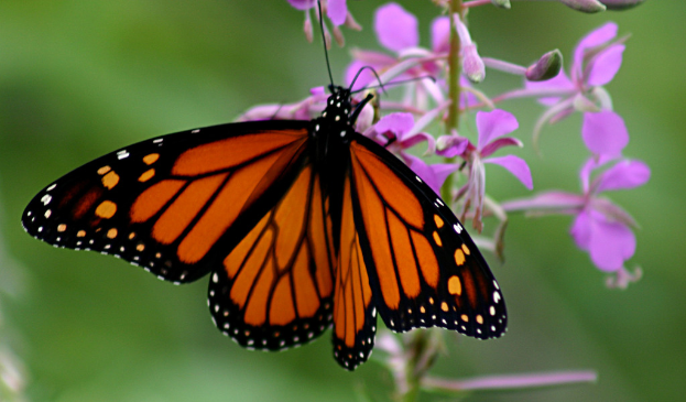 Ein orange-schwarzer und weißer Schmetterling steht auf einer Pflanze mit pinken Blumen, mit einem unscharfen Hintergrund.