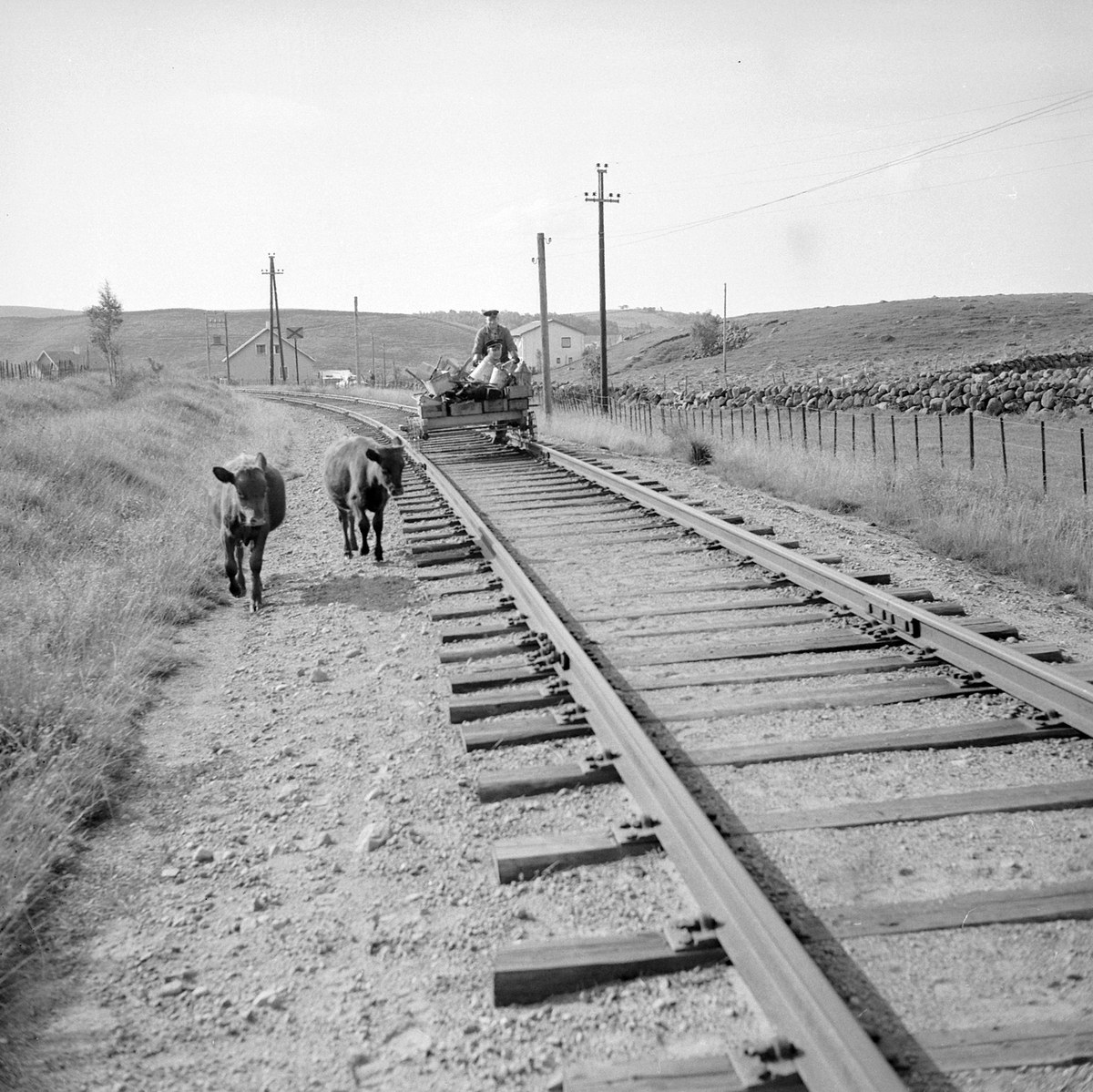 Zwei schwarz-weiße Kühe laufen auf Bahngeleisen mit einer Person auf einem Fahrzeug im Vordergrund, Gras und ein Zaun auf beiden Seiten und Häuser, Bäume und Masten im Hintergrund.