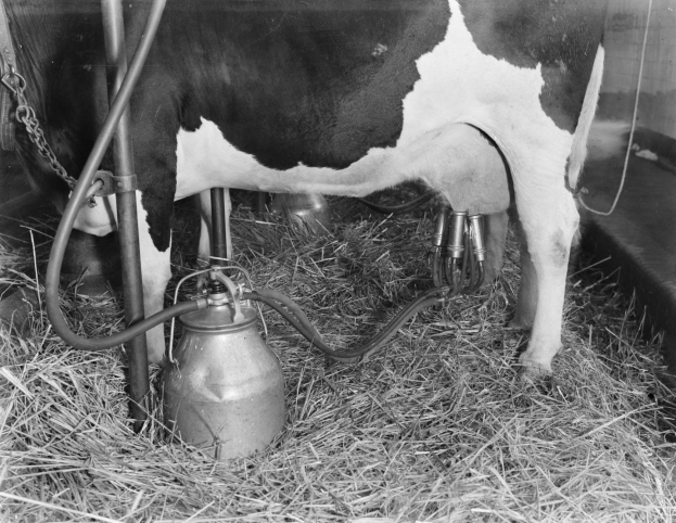 Eine schwarz-weiße Kuh steht in einem Stall mit Gras und einer metallenen Melkmaschine in der Nähe.