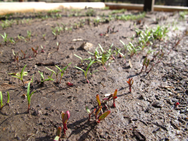 Schlamm mit kleinen grünen Pflanzen, die daraus hervorsprossen.