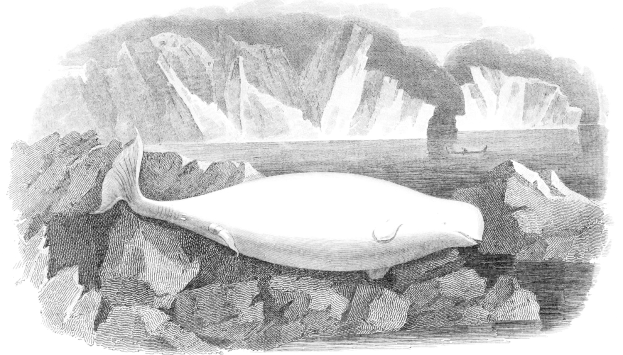 Schwarze und weiße Zeichnung eines Wals, der auf einem Felsen in eisigen Gewässern mit Eisbergen im Hintergrund ruht und Text am unteren Rand.