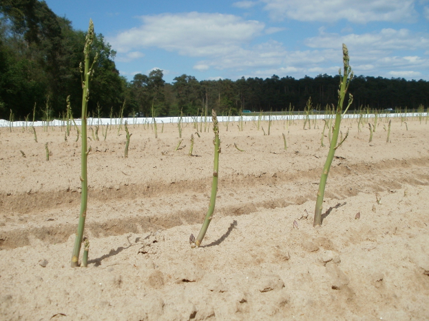 Ein Feld mit Asparagusstauden, das auf sandigem Boden wächst, mit Bäumen im Hintergrund und einem klaren blauen Himmel darüber.