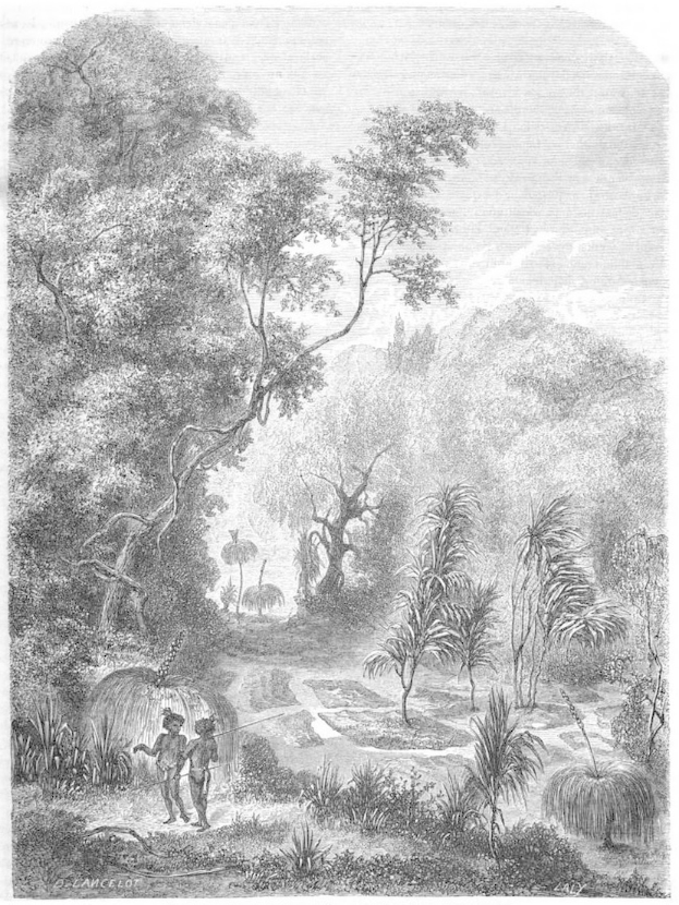 Eine Schwarz-Weiß-Gravur eines Mannes und einer Frau, die durch einen üppigen Dschungel mit Bäumen, Pflanzen und einem Himmel im Hintergrund gehen, mit Text unten, der "Der Dschungel des Amazonas" lautet.