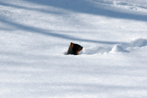Eine Maus steht im Schnee.