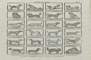 Ein offenes altes Buch, das Abbildungen und Beschreibungen verschiedener Hundewelpen zeigt.