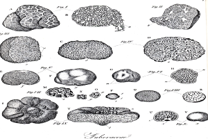 Eine Schwarz-Weiß-Zeichnung verschiedener Gehirnzellen mit Textanmerkungen.