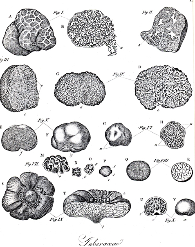 Eine Schwarz-Weiß-Zeichnung verschiedener Gehirnzellen mit Textanmerkungen.