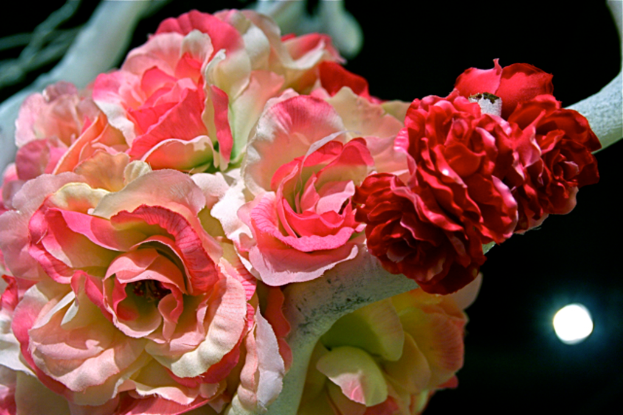 Pink und rote Rosen mit einer Lichtquelle in einem dunklen Hintergrund angeordnet.