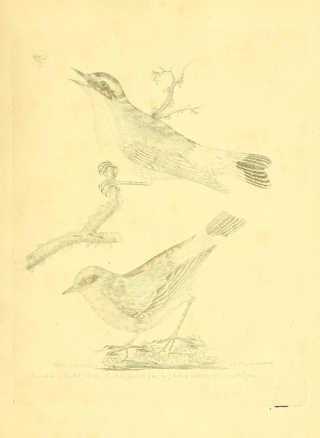 Eine Zeichnung einer Taube, die auf einem Stiel sitzt, mit Text unten im Bild.