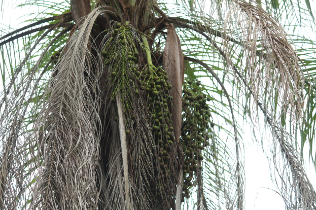 Eine Dattelpalme mit grünen Blättern und einer Traube Kokosnüsse, die von ihren Zweigen hängen, mit dem Himmel im Hintergrund.