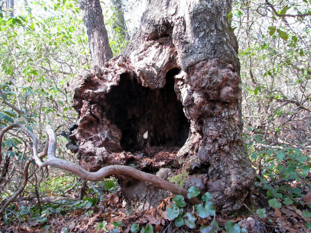 Ein Baum mit einem prominenten Loch in einem seiner Zweige, umgeben von grünen Blättern und anderen Zweigen.