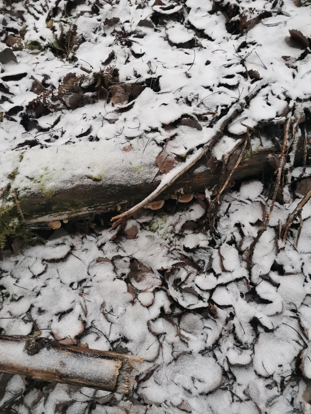 Ein umgestürzter Baum in einem schneebedeckten Wald mit verstreuten trockenen Blättern auf dem Boden.