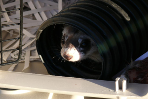 Ein Fass mit einem Tier darin, ein Objekt daneben, verstreute Papiere im Hintergrund, ein Pfahl unten und ein Grill auf der linken Seite.