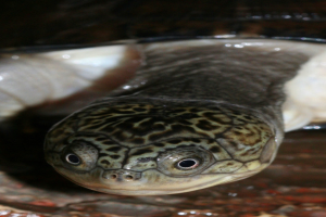 Eine Schildkröte wird auf einer Oberfläche gesehen.