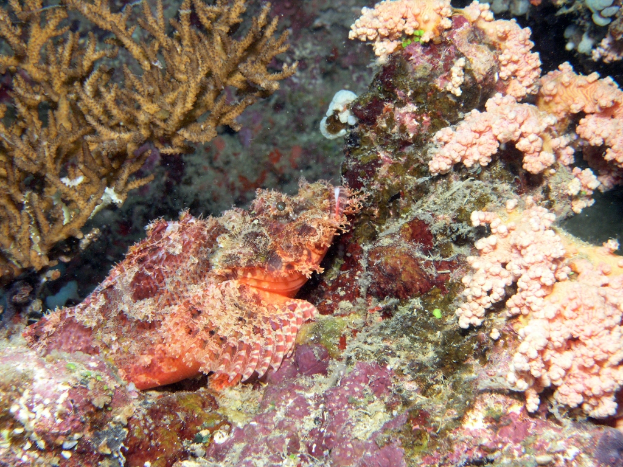 Mehrere Seepflanzen sind zu sehen, mit verschiedenen Grüntönen und Brauntönen, untergetaucht im Wasser.