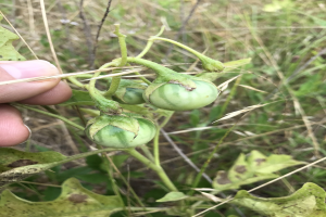 Eine Person mit einem Bund grüner Tomaten an einer Pflanze, mit Schimmel an einigen Tomaten, vor einem Hintergrund aus Pflanzen und Gras.