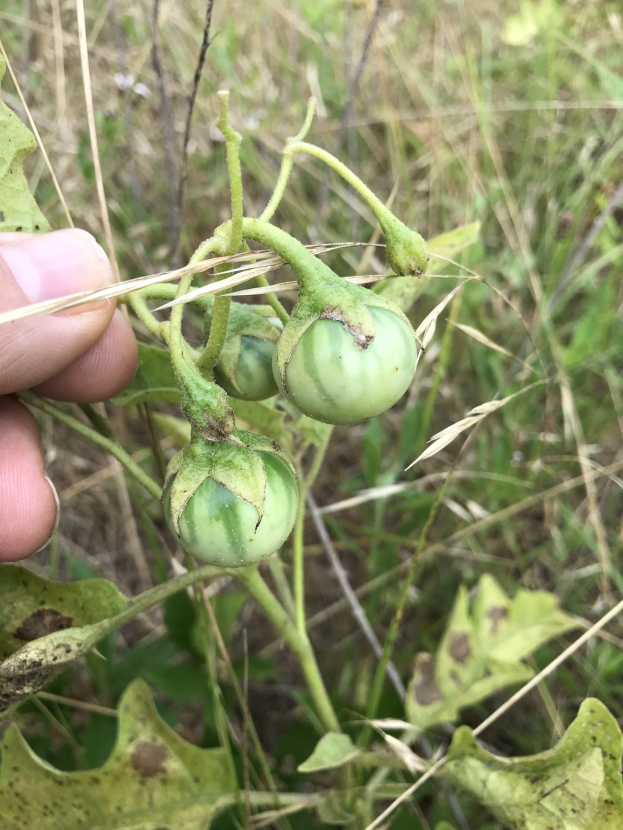 Eine Person mit einem Bund grüner Tomaten an einer Pflanze, mit Schimmel an einigen Tomaten, vor einem Hintergrund aus Pflanzen und Gras.