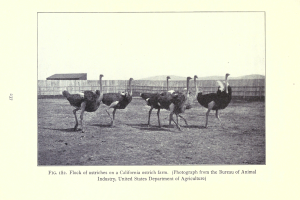 Eine Schar von Straußen auf einer Kalifornischen Straußenfarm, mit einem Zaun, Haus und Himmel im Hintergrund und Text am unteren Bildrand.