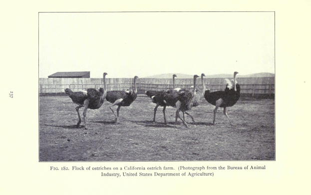 Eine Schar von Straußen auf einer Kalifornischen Straußenfarm, mit einem Zaun, Haus und Himmel im Hintergrund und Text am unteren Bildrand.