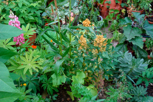 Ein Garten voller verschiedener Pflanzen, einschließlich mehrerer Blumenpflanzen.